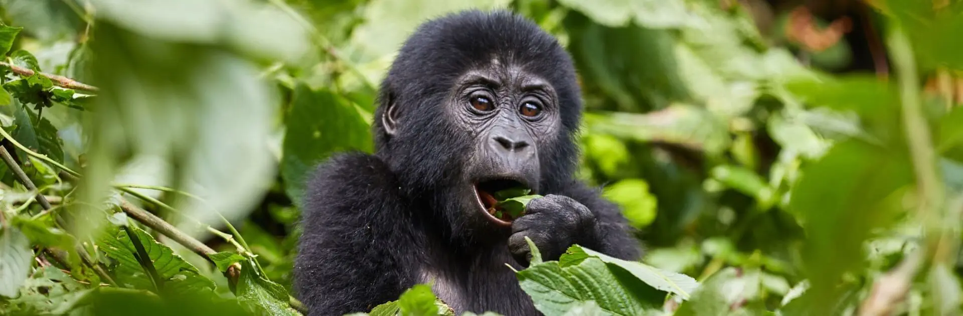Bwindi Impenetrable Forest